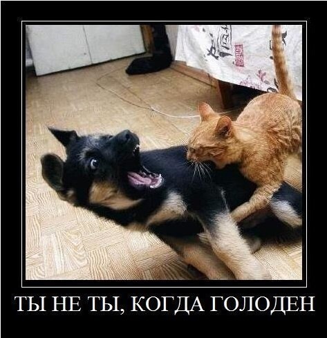 Смешные картинки про котов!