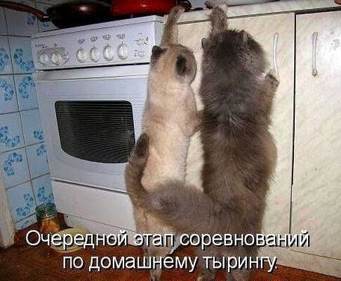 Смешные картинки про котов!