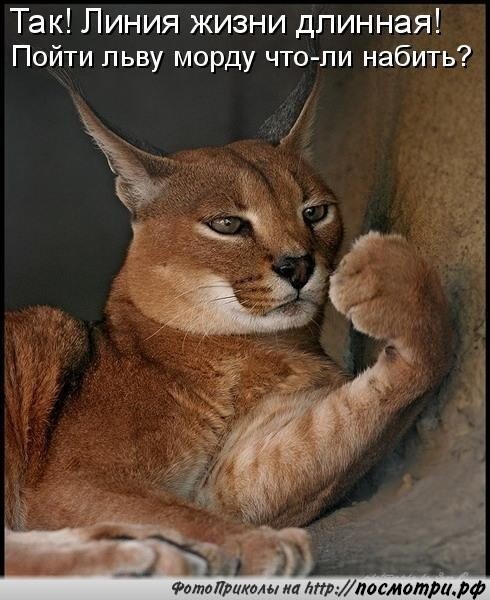 Смешные картинки про котов!