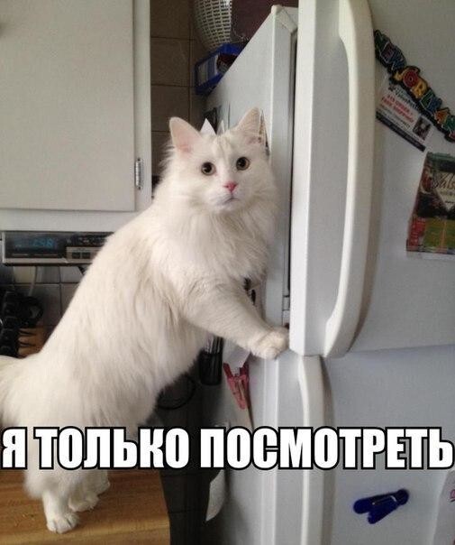 Смешные картинки про котов!