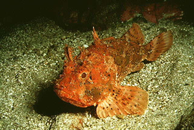 А всё ли мы знаем о Чёрном море