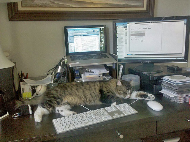 Офисные кошки