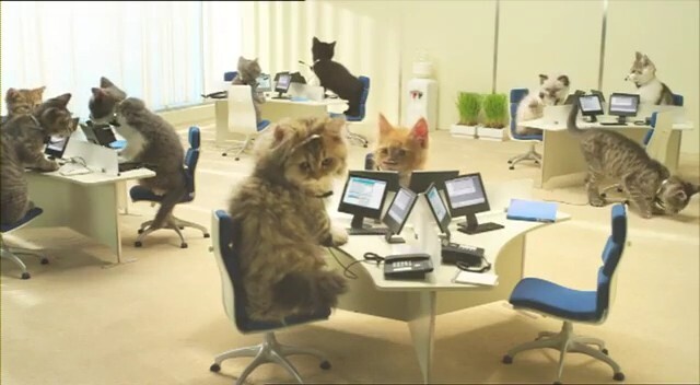 Офисные кошки