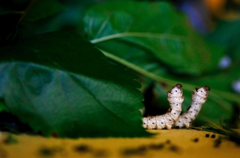 Гусеница тутового шелкопряда, или так называемый шелковичный червь.