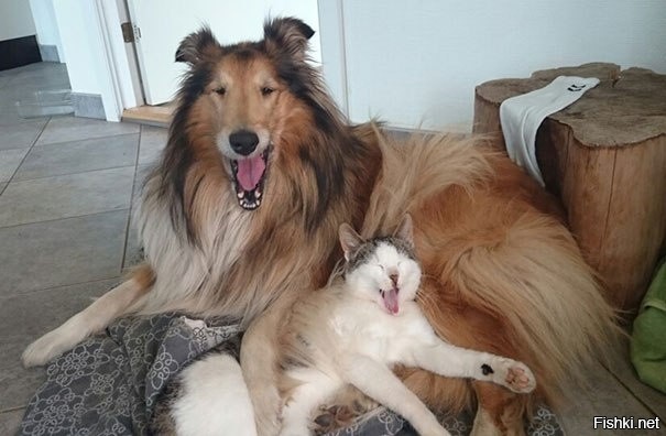 Молли и Моисей - котенок