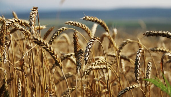 Главным же достижением российской продовольственной стратегии стали рекордные показатели продаж зерновых. Россия обошла США, став в этом году крупнейшим экспортером пшеницы.  