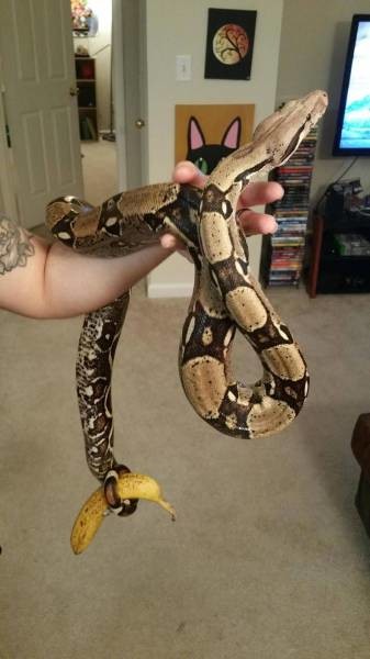 Змея с бананом 