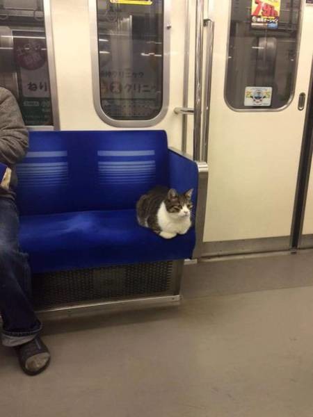 Кошка в вагоне метро 
