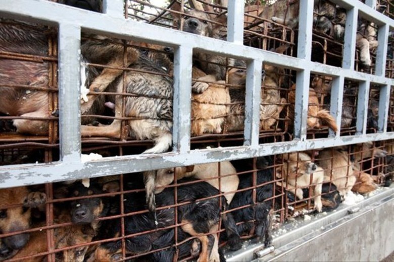 7. Кража и убийство домашних животных на мясо 