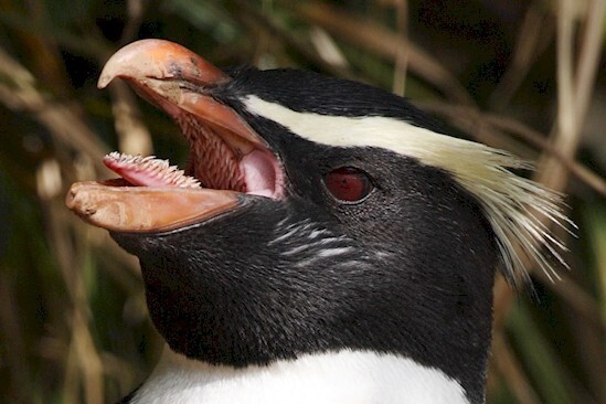 5. А вот пасть хохлатого пингвина