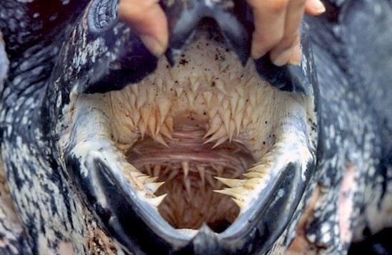 20. Пасть морской черепахи внутри