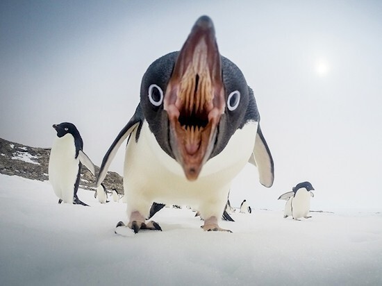 6. Пасть пингвина просто усеяна шипообразными зубами