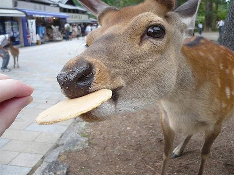 Самые необычные священные животные мира