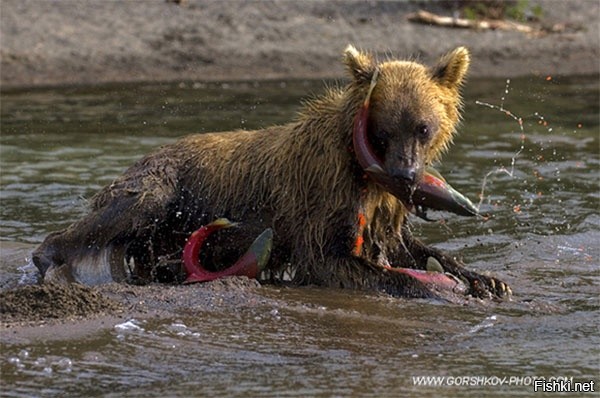 Нерест лосося на Камчатке