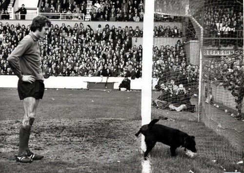 Голкипер "Ливерпуля" Рэй Клеменс терпеливо ждет, пока собачка выражает свое мнение о его игре, 1972 год, Англия