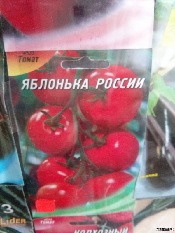 Из солянки