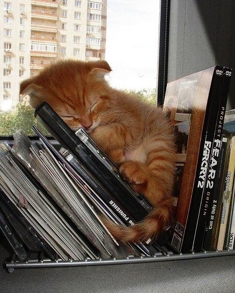 Кошки могут спать везде, где захотят!