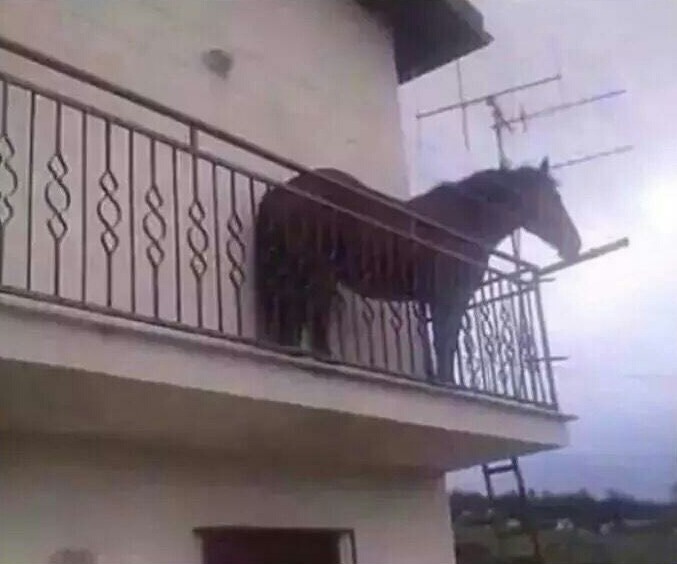 Лошадь на балконе