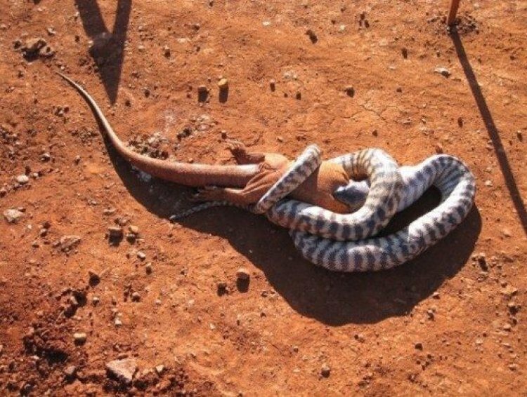 5. Змеи в Австралии питаются и другими, более крупными рептилиями 