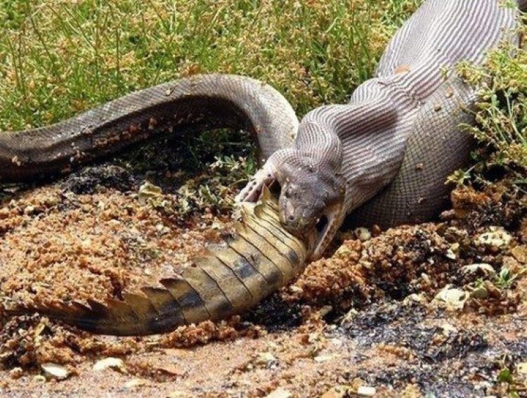 12. Но змеи все равно опаснее — они едят и крокодилов: 