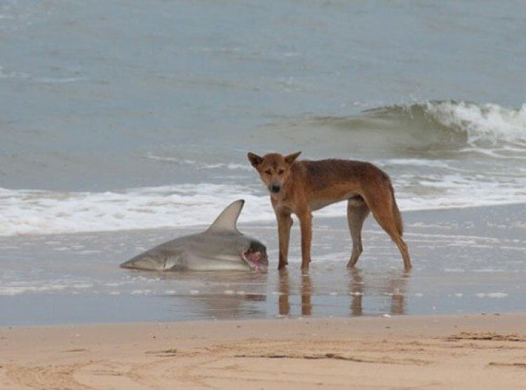 8. Собаки Динго! О да! Самые опасные собаки в мире! Для них и акула — пища.