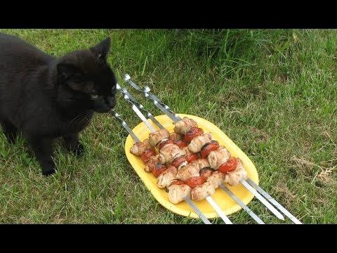 Кот и шашлык из курицы 