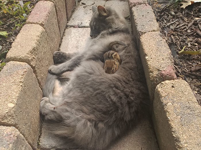 ...и в конце концов залез к коту на спину, прямо в шерсть!
