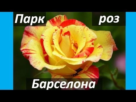 Парк роз в Барселоне 