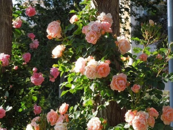 Парк роз в Барселоне