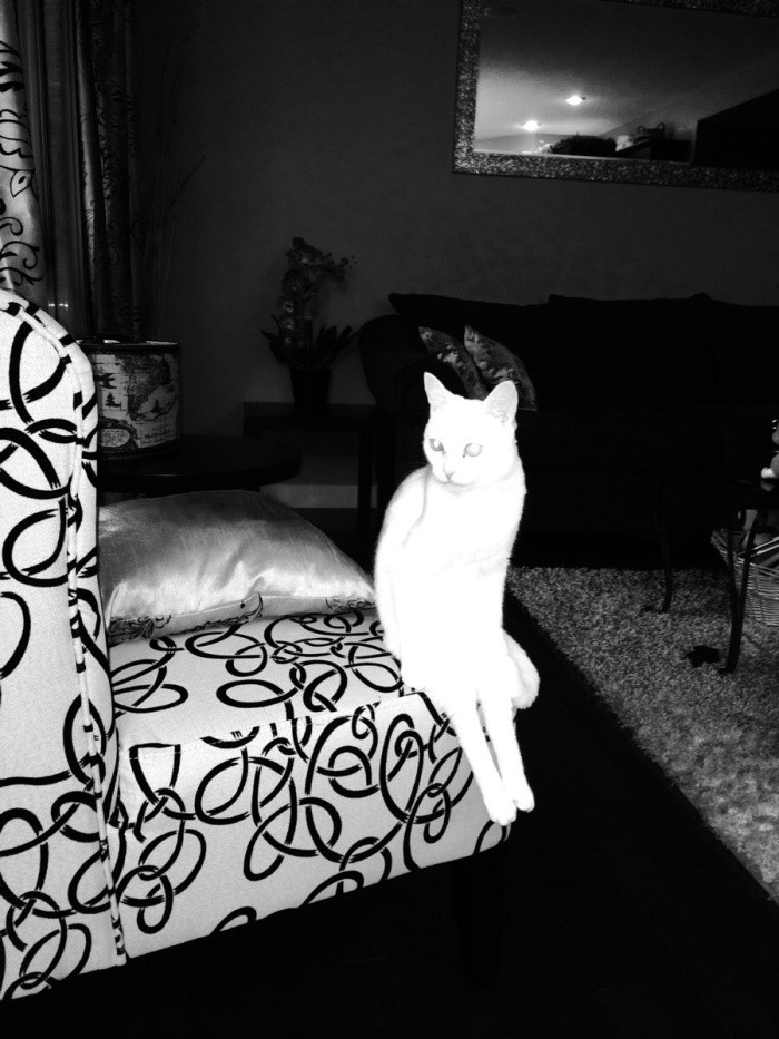 Просто кот, который сидит на диване