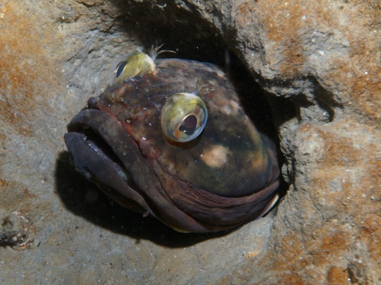 12. Neoclinus blanchardi