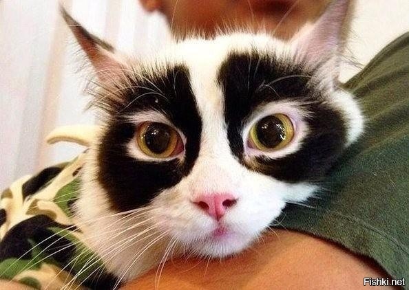 Котопанда