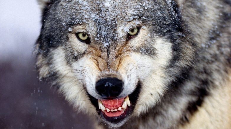 Волк смел, он - единственный из зверей, который может пойти в бой на более сильного противника