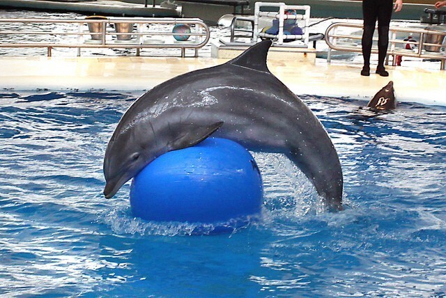 В США откроют дом престарелых для дельфинов