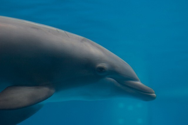 В США откроют дом престарелых для дельфинов