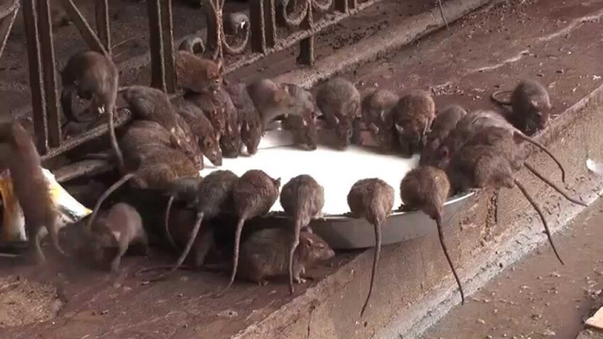 Храм крыс - Индия