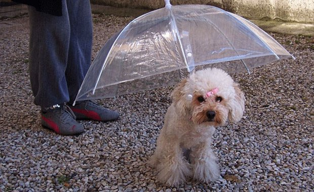 Зонтик для собаки
