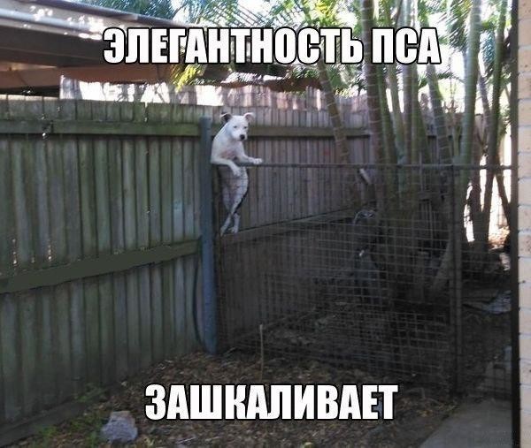 Веселые картинки