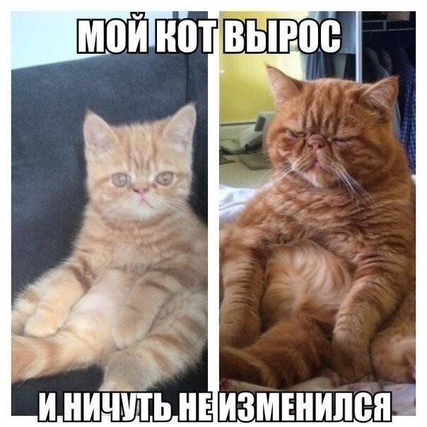 Веселые картинки