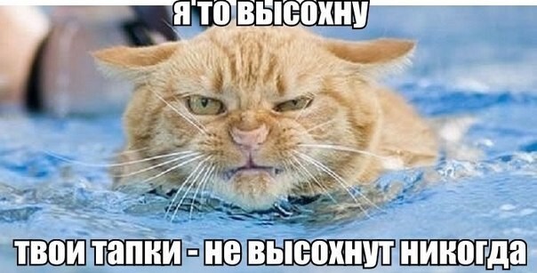 Веселые картинки