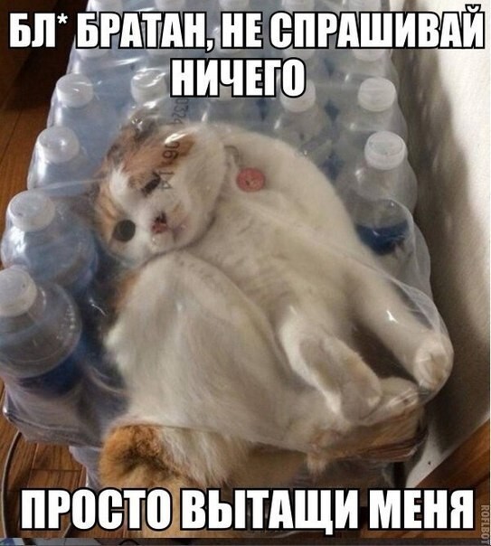 Веселые картинки