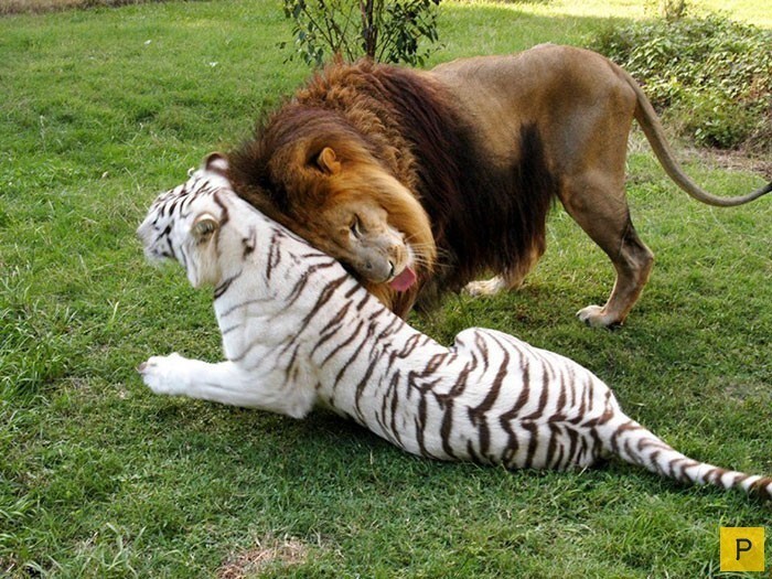 Безграничная любовь африканского льва и тигрицы-альбиноса