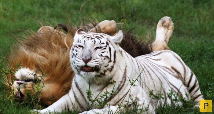 Безграничная любовь африканского льва и тигрицы-альбиноса