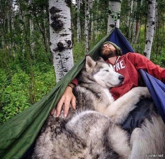 Три дня и три ночи скакал на сером волке Иван-Царевич 