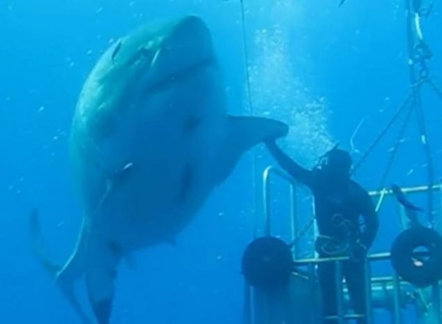 Самые большие белые акулы