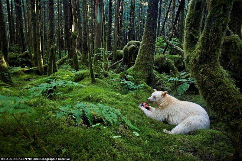 Кермодский медведь доедает рыбу в лесу.