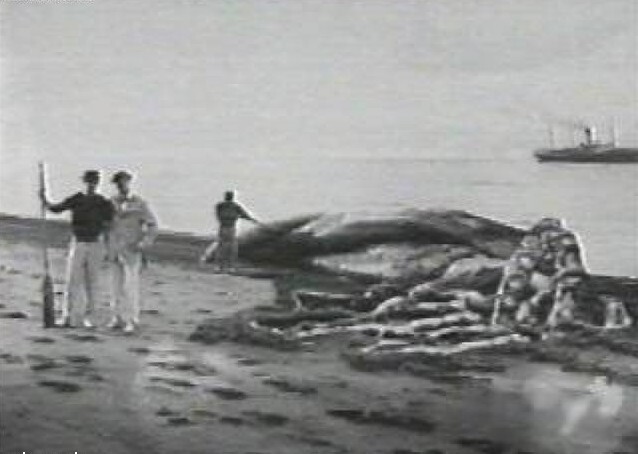 А это возможно, фотография самого большого кальмара в мире: