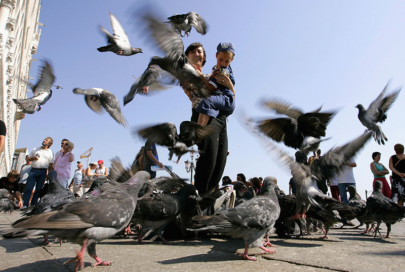 Кормление голубей на площади Сан-Марко в Венеции карается штрафом. Многочисленная популяция птиц после обильного и непрерывного приема пищи сильно портит исторические памятники.