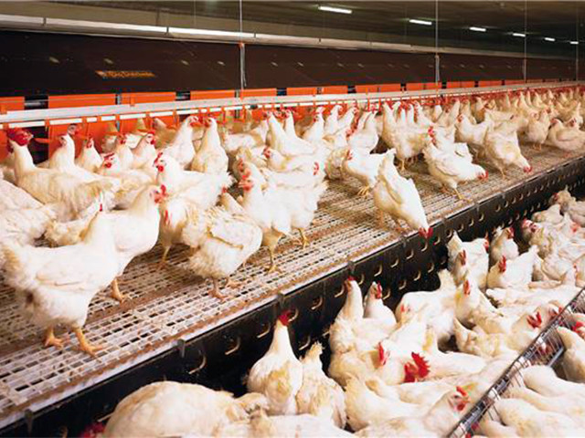1. В Московской области наращивают производство мяса птицы, введены в эксплуатацию 24 птичника