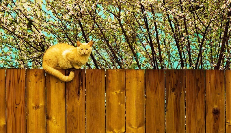 Кошки на заборе
